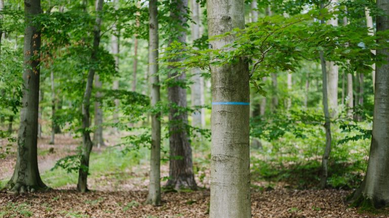 Baum im FriedWald