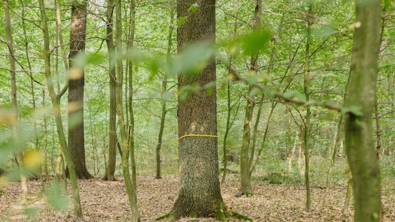 Platz im FriedWald